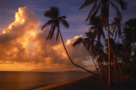 Tropical Paradise - nature, beach, ocean, palm