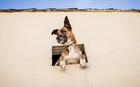 on guard - dogs, funny, cute, animals