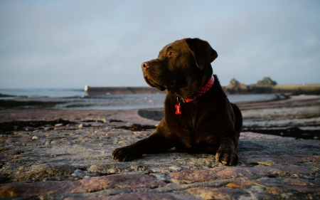 beautiful lab - animals, dogs, adorable, cute