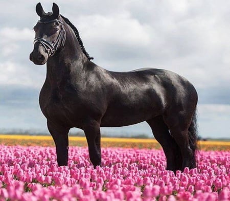 Black - black, flowers, field, horse