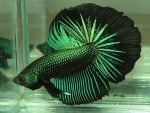 Emerald betta