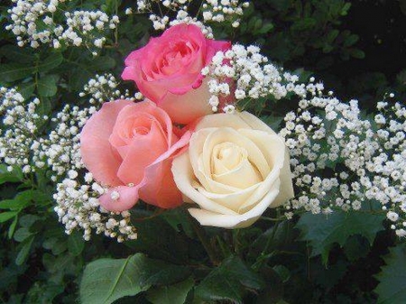 Trio - flowers, roses, coral, white, pink, three