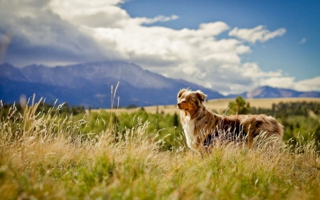 dog in field - dogs, adorable, cute, animals