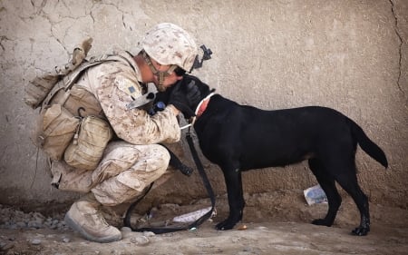 a hero's welcome - cute, lovable, dogs, animals