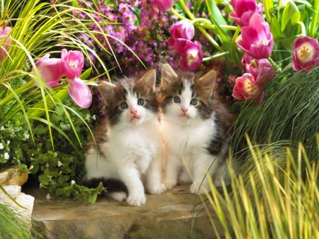 Purrrrfect garden spot - flowers, kittens, garden, two