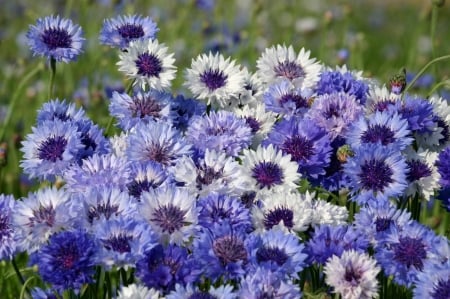 Cornflowers - nature, cornflower, pretty, flower