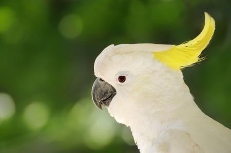 Cockatoo - white, cockatoo, parrot, green, yello, bird