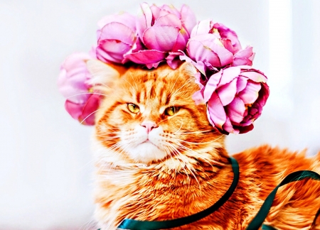 Bella - flower, bella, funny, rose, pink, cat, wreath, pisica, orange, ginger