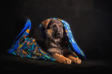 ღ❤ღ - Baby Animal, German Shepherd, Dog, Animal, Blanket