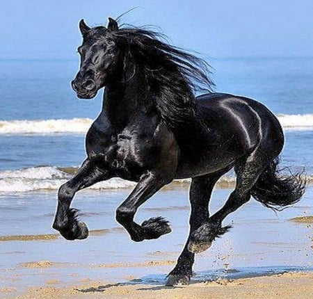 Ocean run - beach, horse, ocean, black