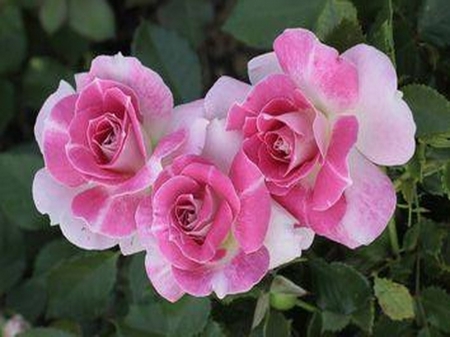 Fragrant trio - flowers, three, roses, pink