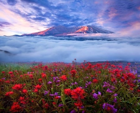 At the foot of the mountain - flowers, field, mountain, clouds