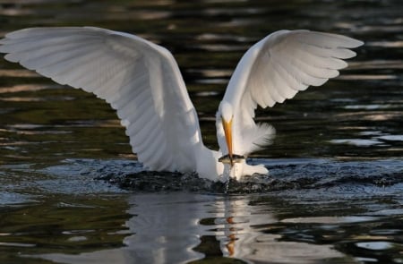 snowy egret - fish, egret, water, snowy