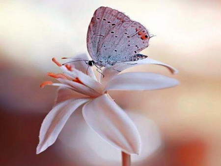 Pastel wings - butterfly, flower, plant, wings