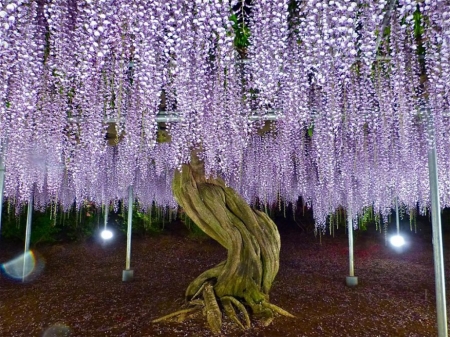 Ashikaga Flower Park, Japan - blossoms, Wisteria, blue, evening, tree