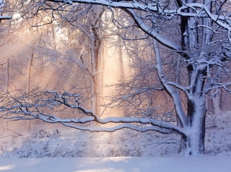 Soft light - snow, sunlight, trees, winter