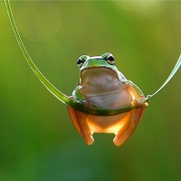 Swinging frog