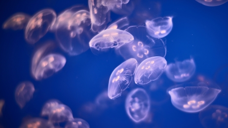 Jellyfish - white, summer, pink, water, jellyfish, vara, blue, underwater