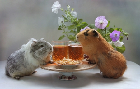 Boys time - glass, flower, funny, animal, cute, rodent, guinea pig, peanuts, bear, couple