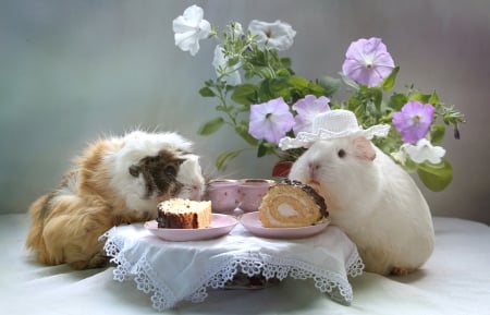 Girls time - rodent, animal, funny, guinea pig, cake, couple, flower