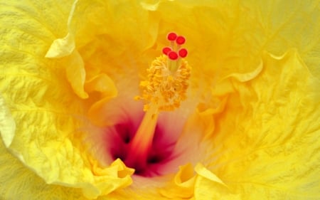 Hibiscus - red, flower, hibiscus, yellow, macro, skin