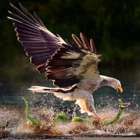 'Eagle versus snake'.....