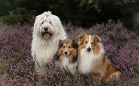 Posing nicely - dog, flower, pink, white, animal, sheltie, shetland, caine, puppy, trio