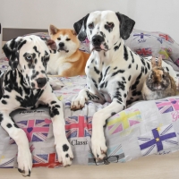 Pets