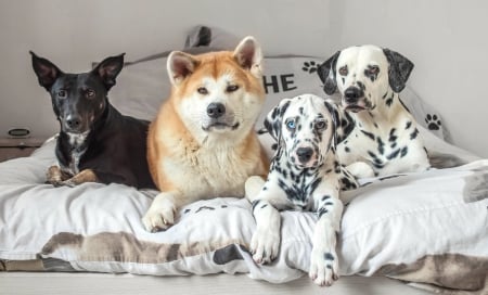 Dogs - white, caine, dalmatian, animal, black, akita inu, mongrel, quartet