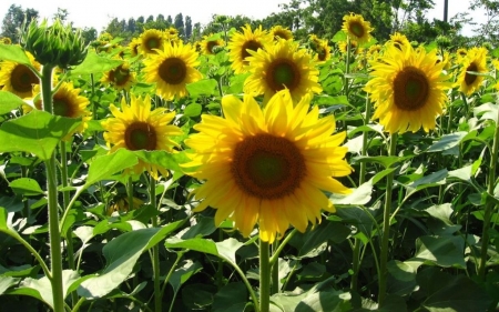 sunflowers - sunflowers, big, summer, field, flowers