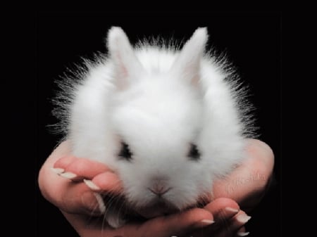 For you Bonnie - white, hands, fluffy, bunny