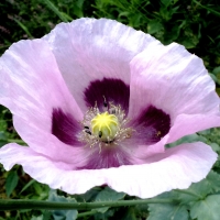 Pretty poppy