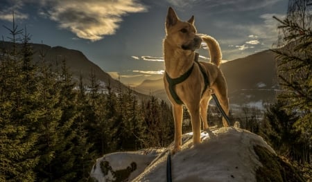 mountain high - dogs, german shephard, cute, animals