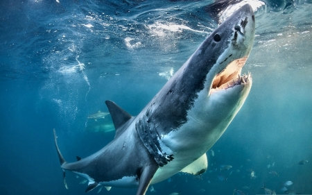 Akula Shark F - beautiful, photography, akula, photo, wide screen, nature, shark, seascape, wildlife