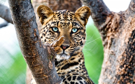 Leopard in Tree  - wildlife, wide screen, leopard, animal, beautiful, photo, cats, photography, feline