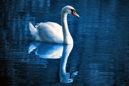 Beautiful White Swan  - bird, avian, swan, beautiful, photography, photo, wide screen, animal, wildlife