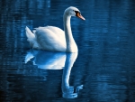 Beautiful White Swan 