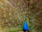 Peacock Plumage