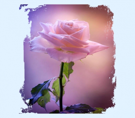 Special rose - rose, flower, frame, pink