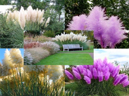 Pampas grass - collage, white, purple, pampas