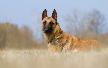 waiting - cute, german shepards, dogs, animals