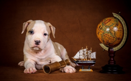 globe trotter - cute, puppys, dogs, animals