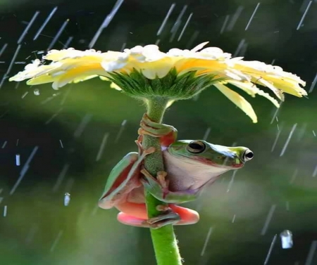 Out of the rain - yellow, frog, flower, rain