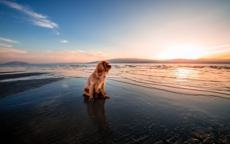 Thinking - animal, sky, sea, dog