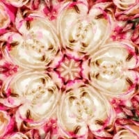 Mandala of roses