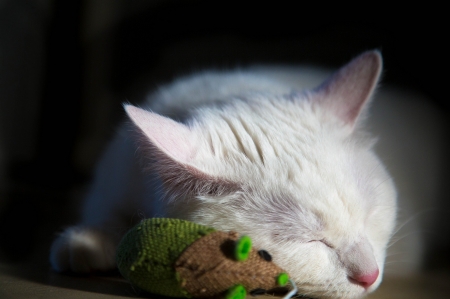 Cute Cat - cute, white, animal, cat