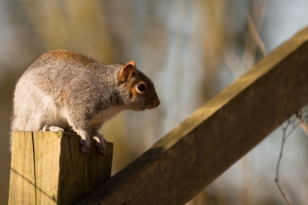 Park Squirrel