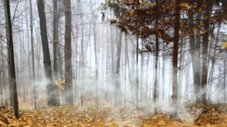 Fall Fog - misty, fall, trees, fog, autumn, forest, woods, leaves