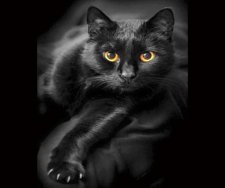 B L A C K - gold, cat, black, eyes