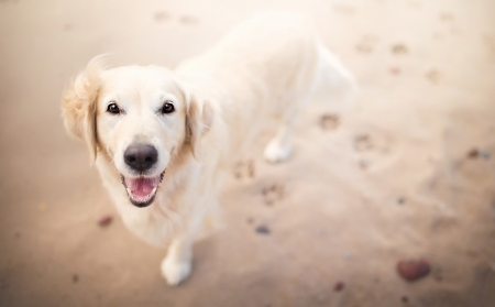 hello - cute, golden retriever, dogs, animals